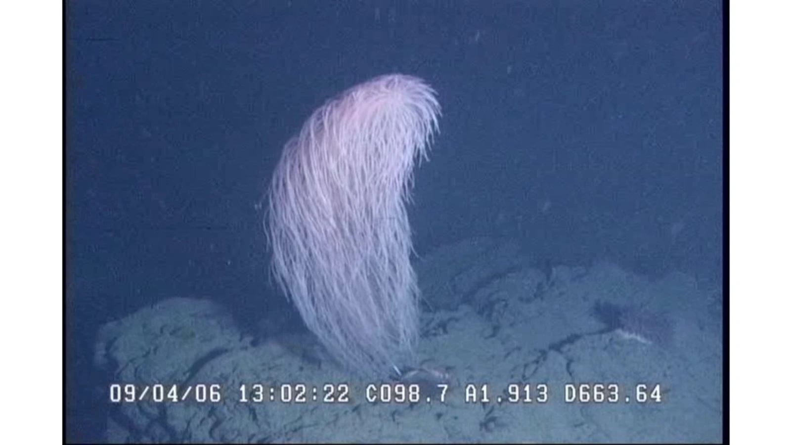 A dive photo of a piece of coral from 2006