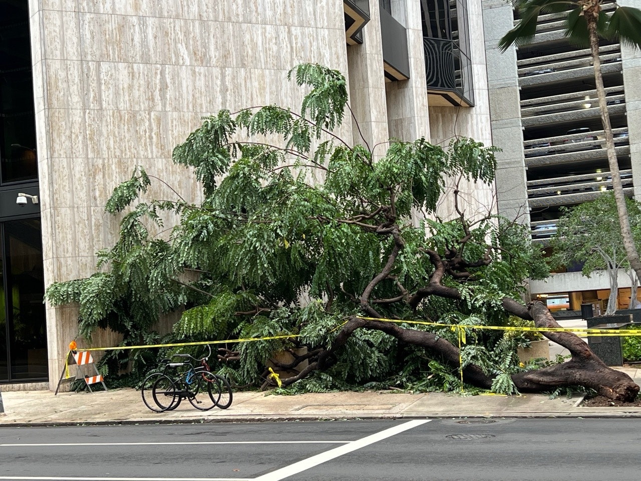 Downed tree on Bishop Street, in Downtown Honolulu, Jan. 31, 2025.