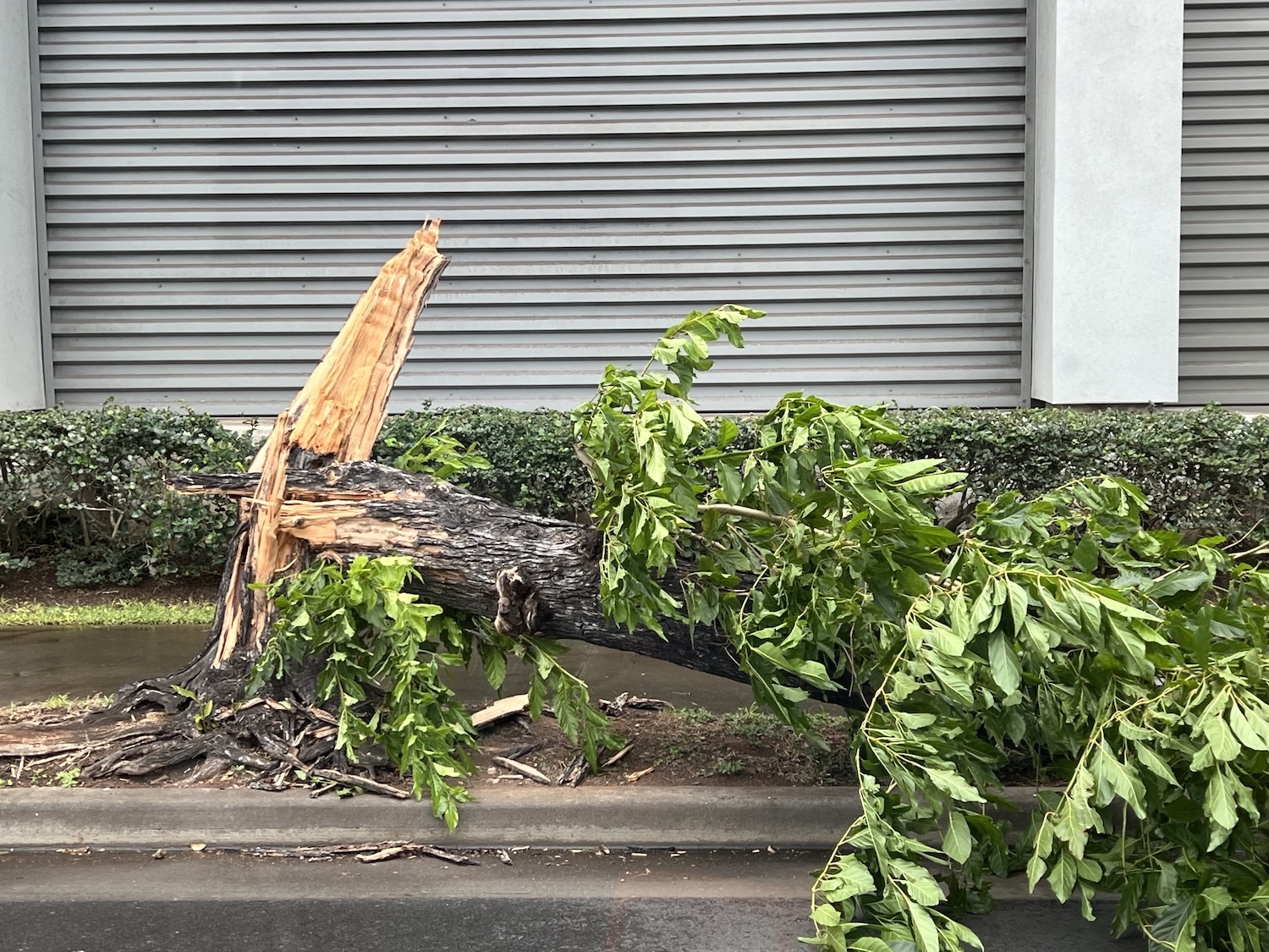 Tree downed on Kapiolani during the Kona Low storms in March 2026.
