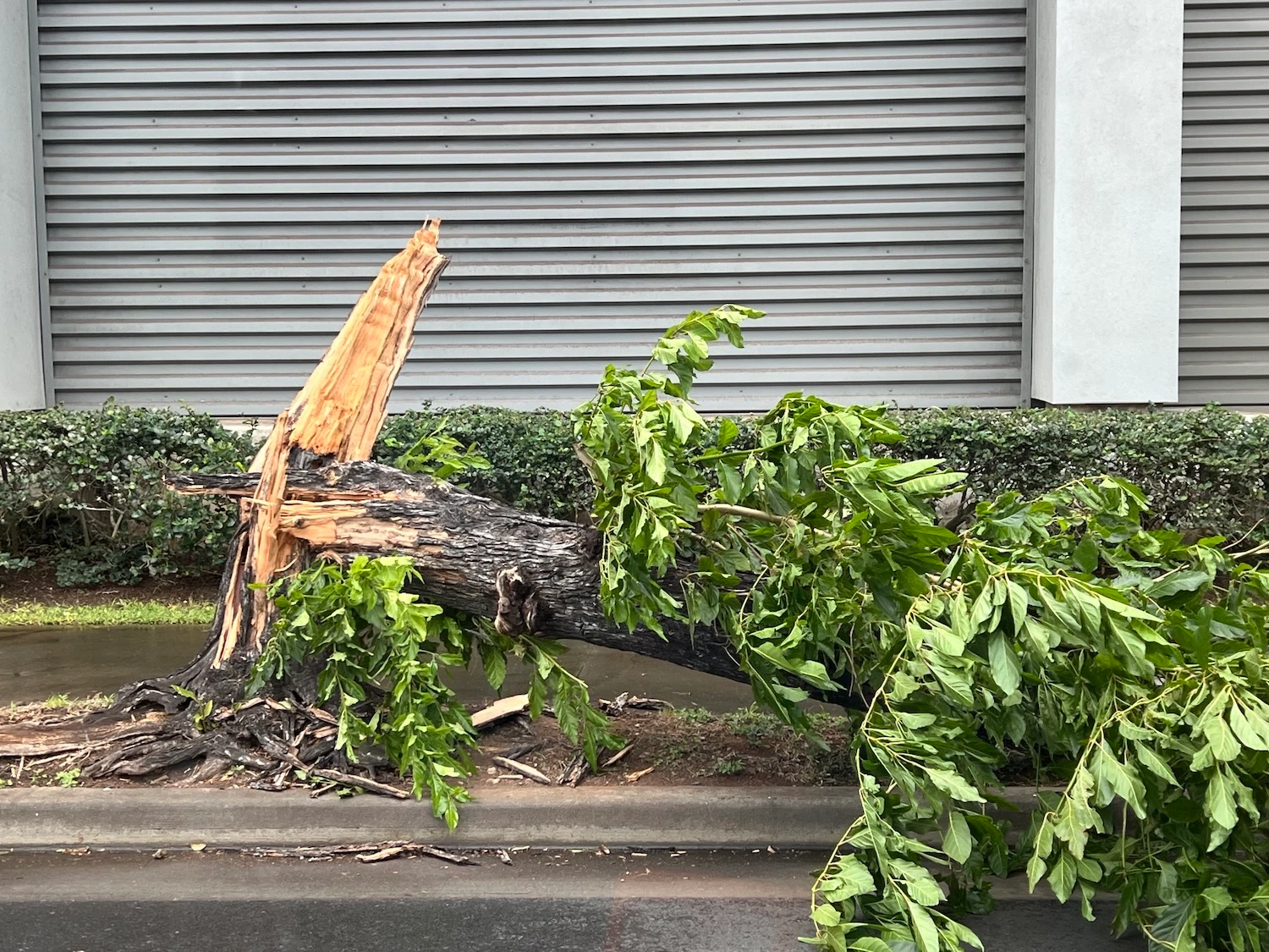 Tree downed on Kapiolani during the Kona Low storms in March 2026.
