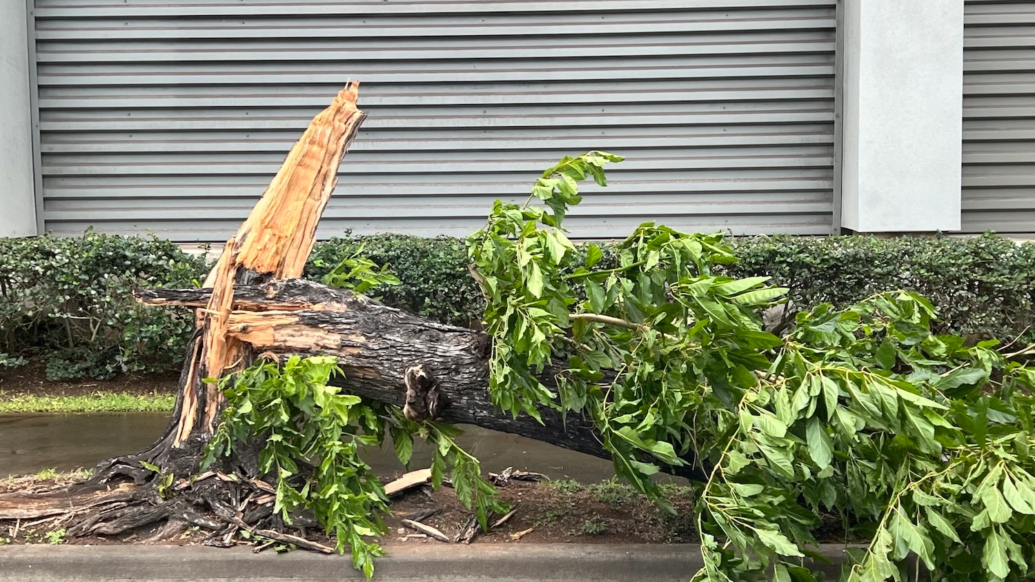 Community Voices: Are your trees ready for hurricane season?