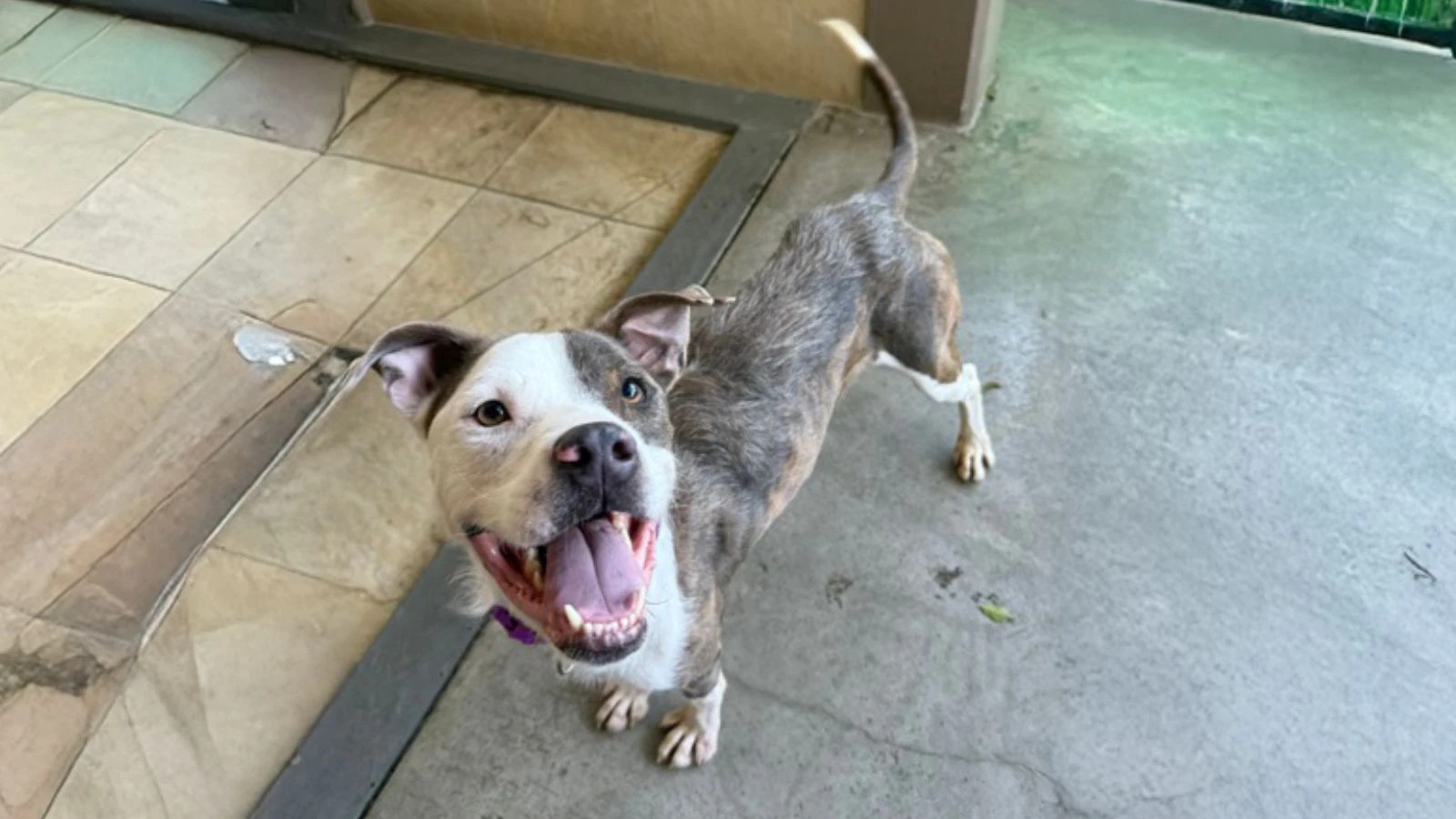 Adopt-a-Pet May 5, 2025: Say hello to El Pollo, 'the life of the party'