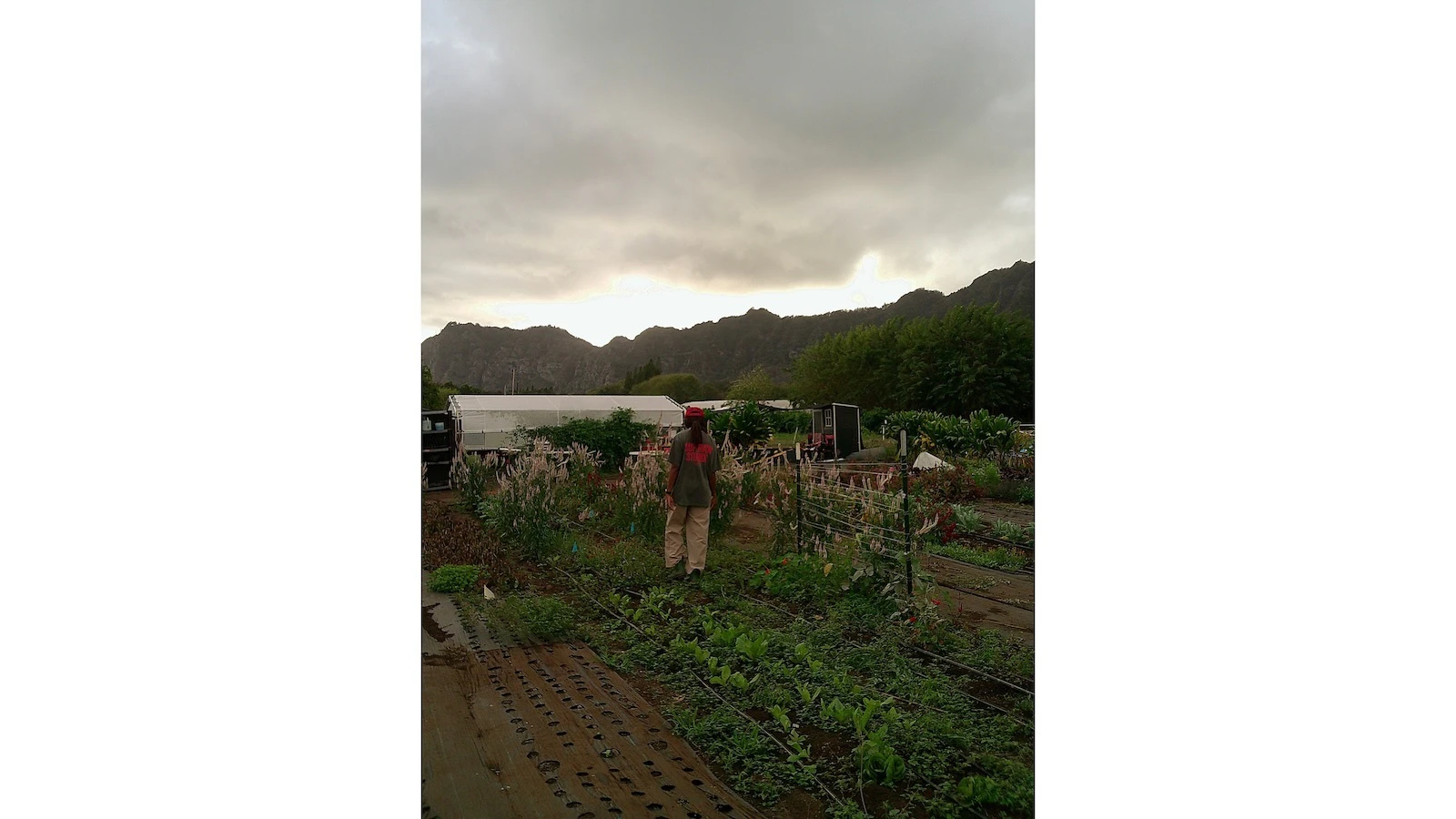 Kona Low’s impact on local farms