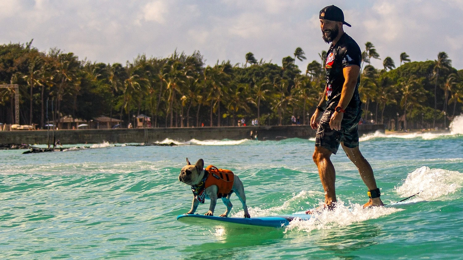 This French bulldog just had his movie premiere in “Lilo & Stitch”