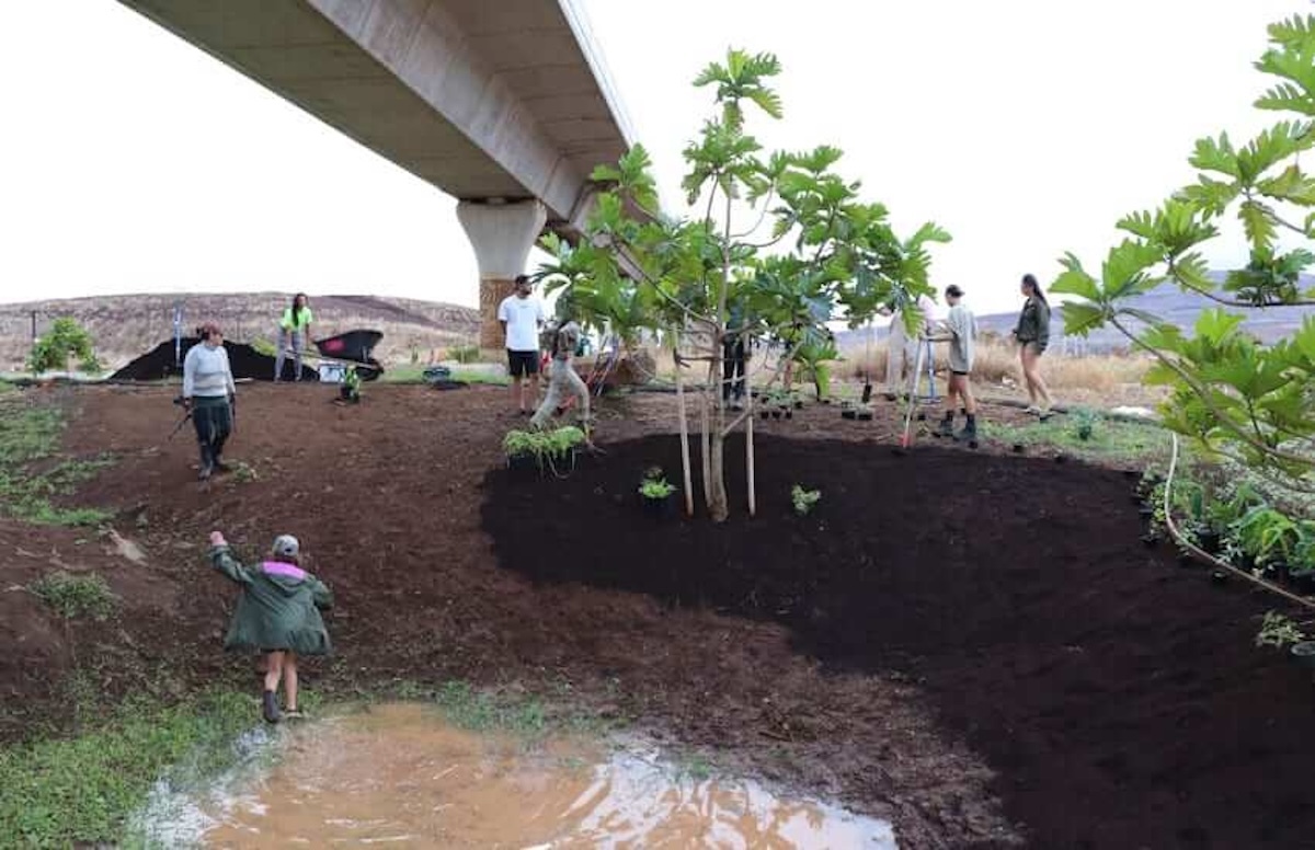 Full moon planting of mea kanu and lā‘au lapa‘au. - Photos: City and County of Honolulu
