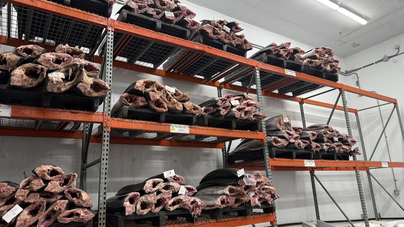 fish in storage room