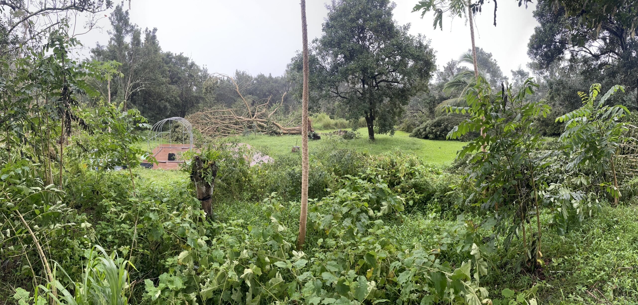 Hāna Macadamia has "plenty of work" to do after losing half of its six-acre macadamia grove in the March 13 Kona Low storm. More than 45 trees were downed, though, owners say their spirits remain lifted by the overwhelming community support.