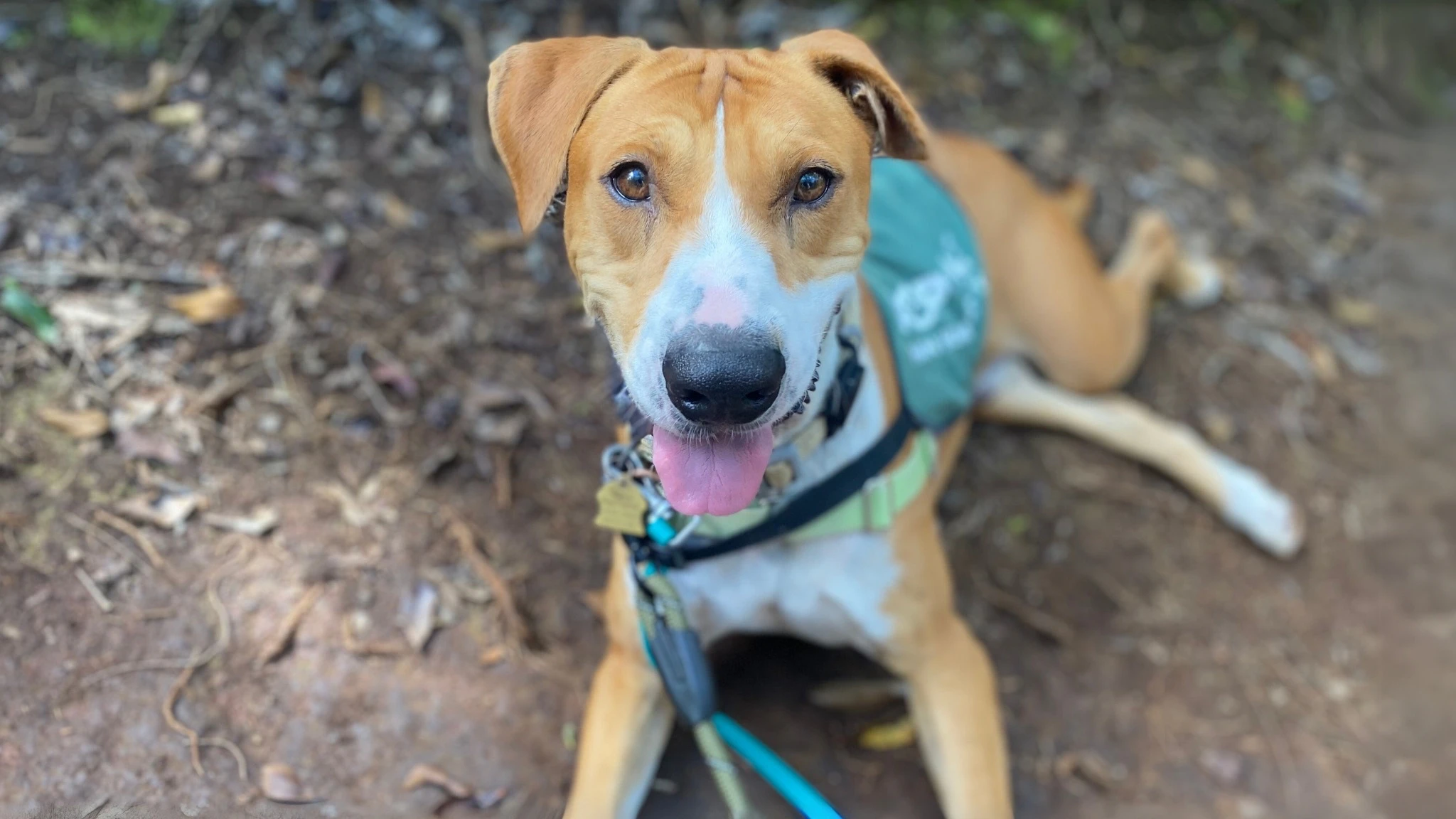 Hashbrown, a terrier mix up for adoption