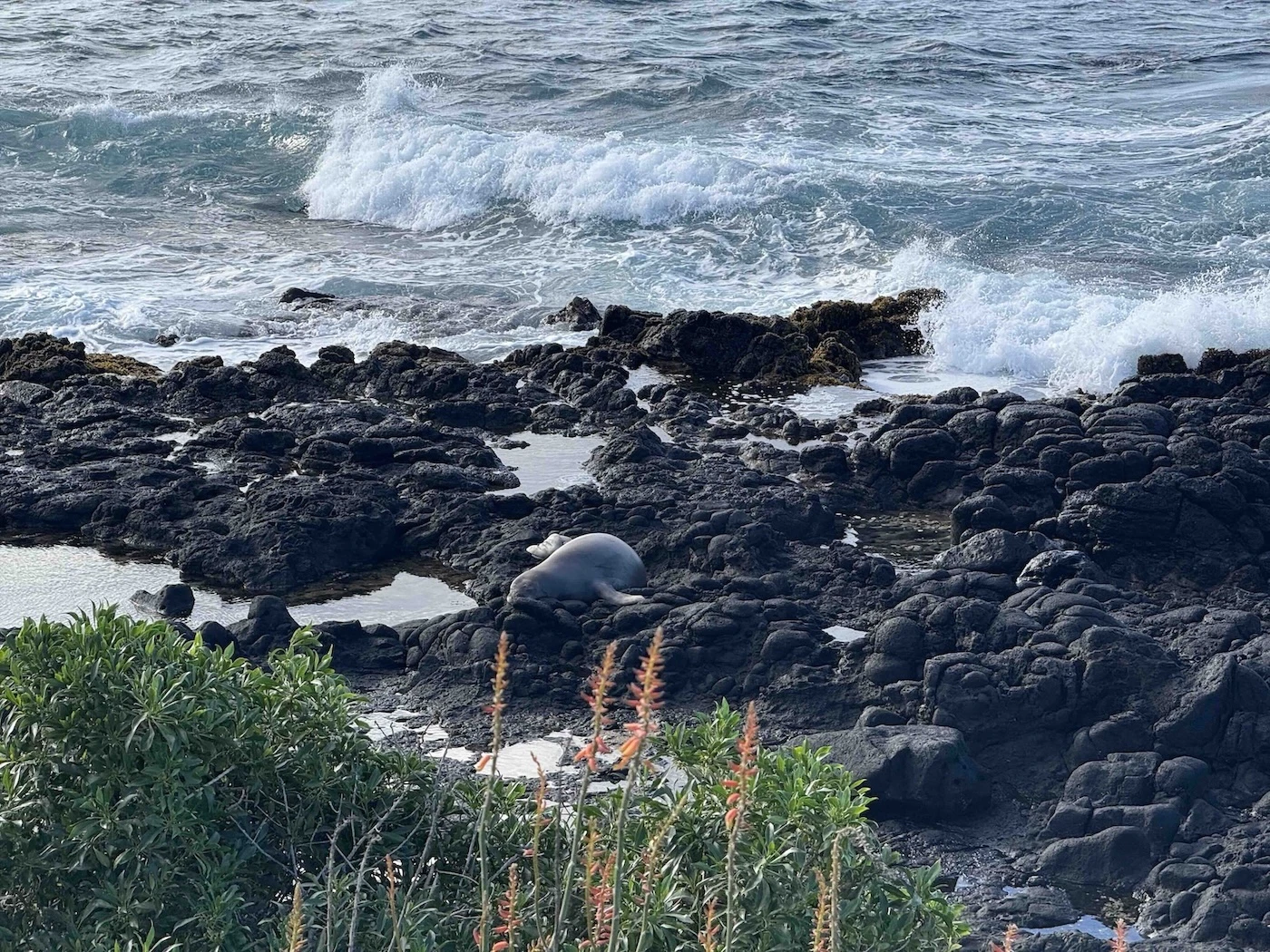 Marine life, consisting of at least three species of birds, as well as Hawaiian monk seals, take refuge at the site.