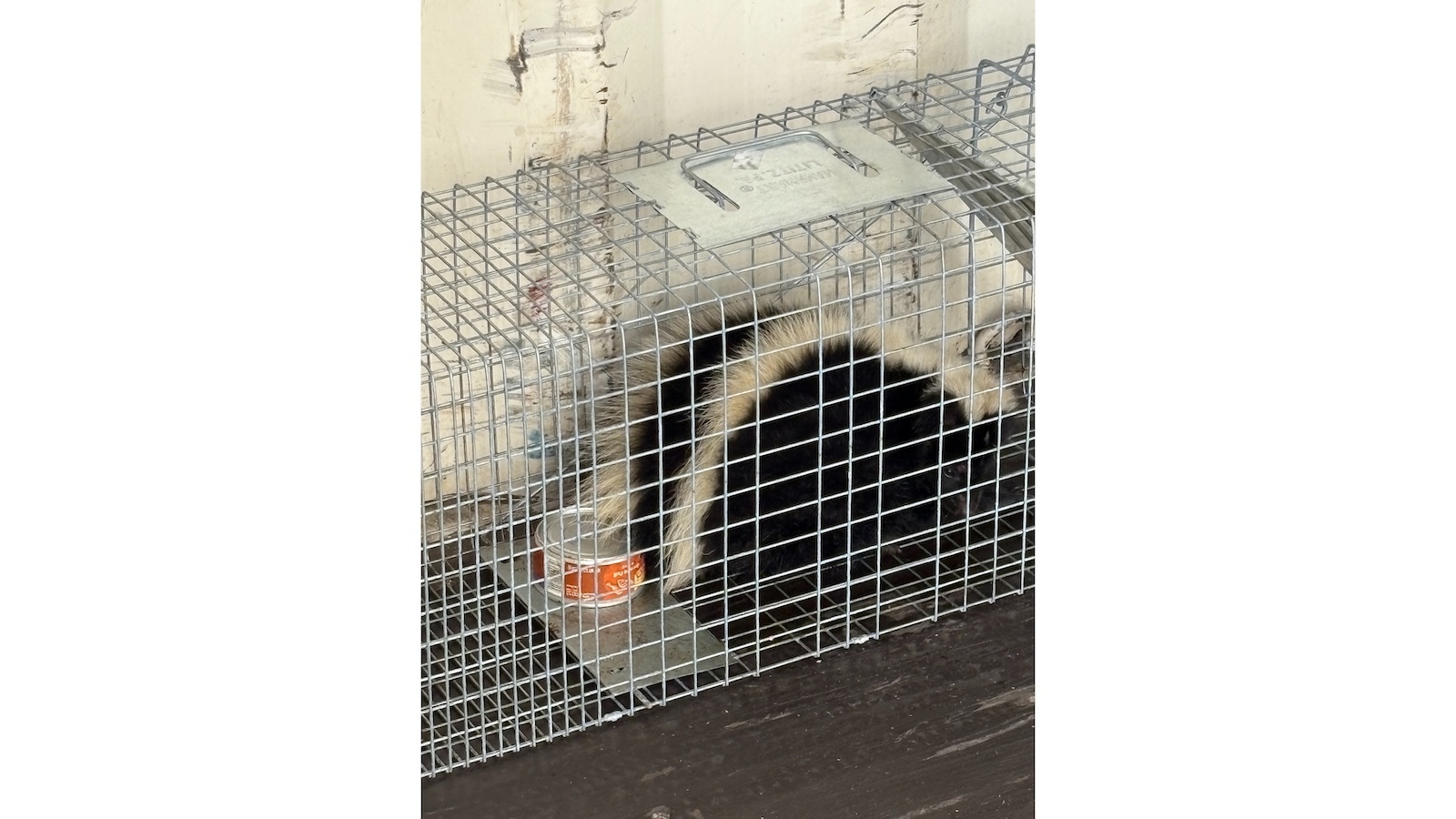 Skunk captured at Hilo Harbor
