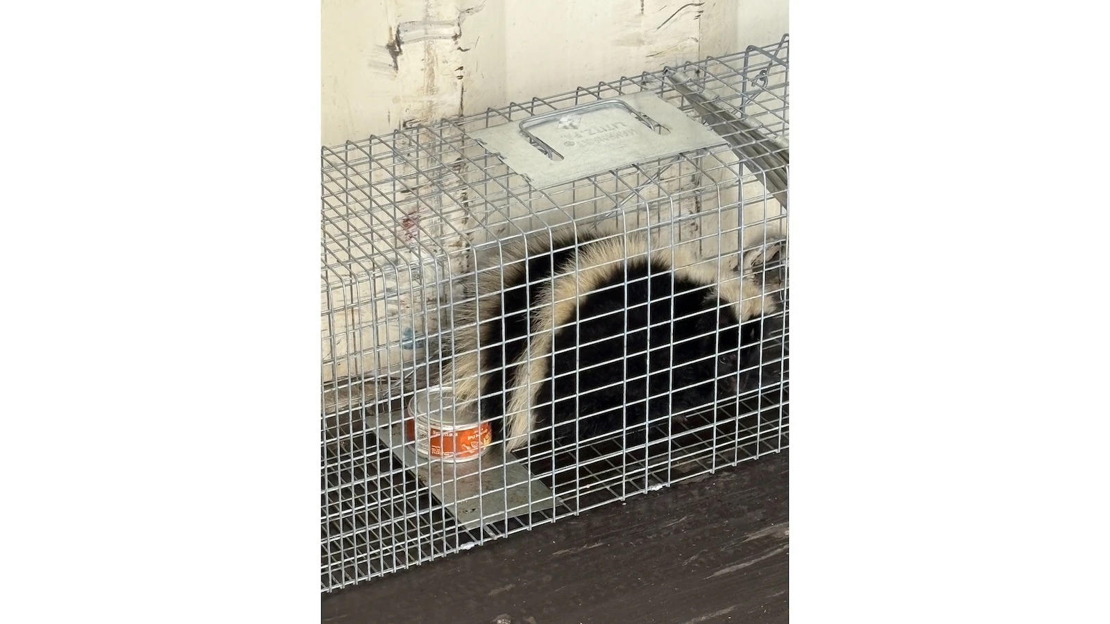 A live skunk was captured at Hilo Harbor on Nov. 7.