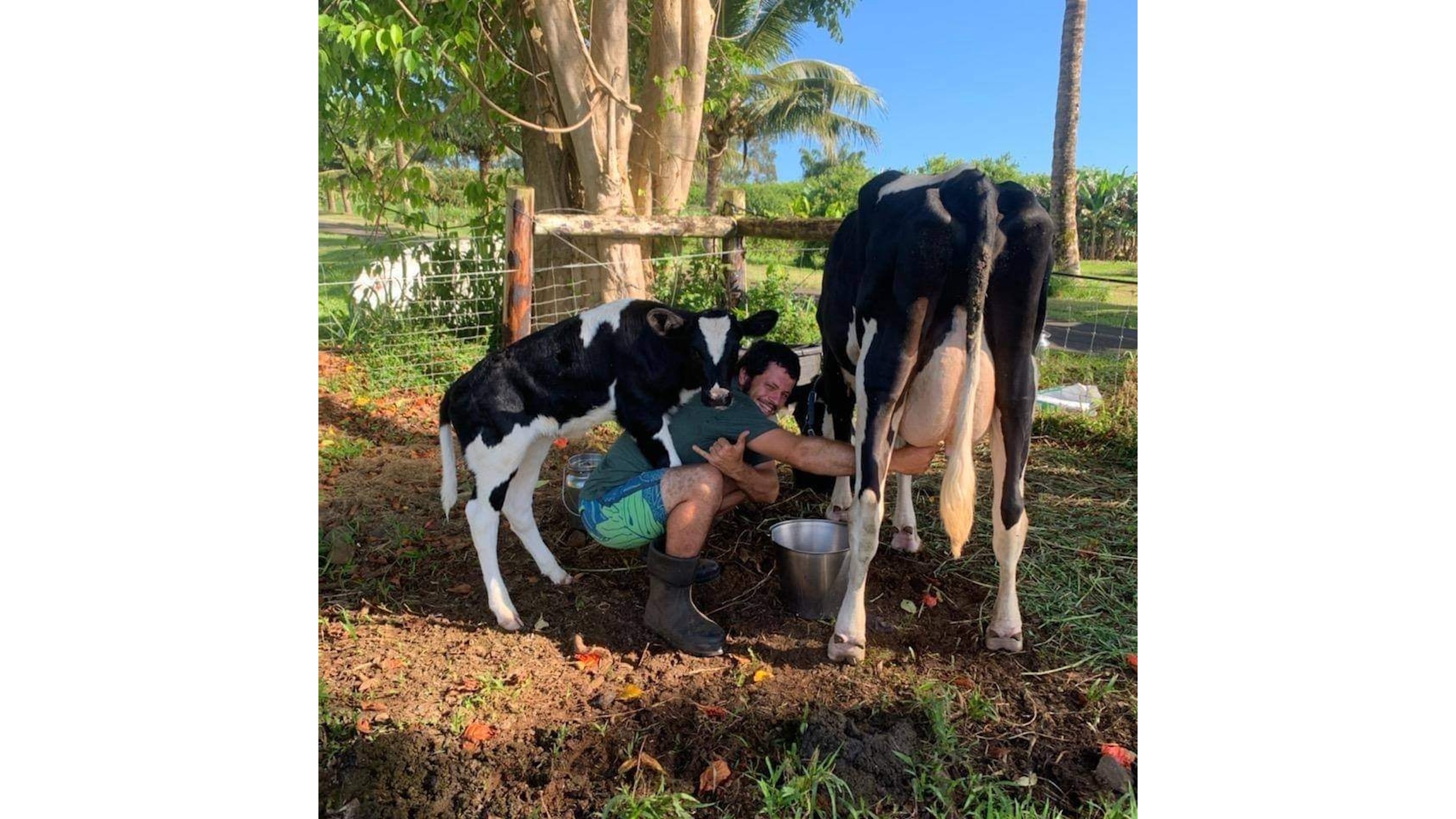 James Narayan Higgins, owner of Krishna Cow Sanctuary, describes himself as a "high-functioning cow addict."