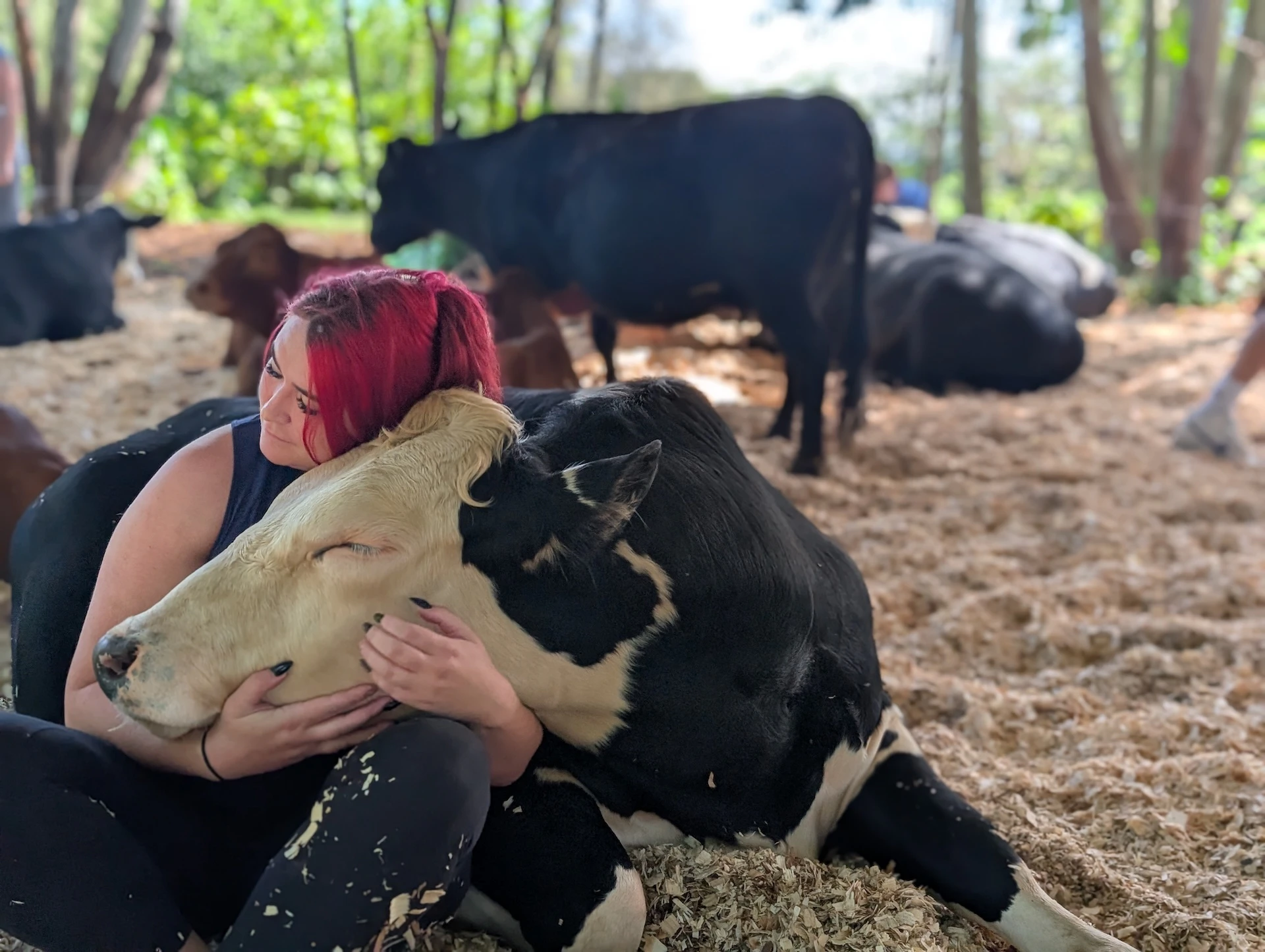 Hilo cow cuddling