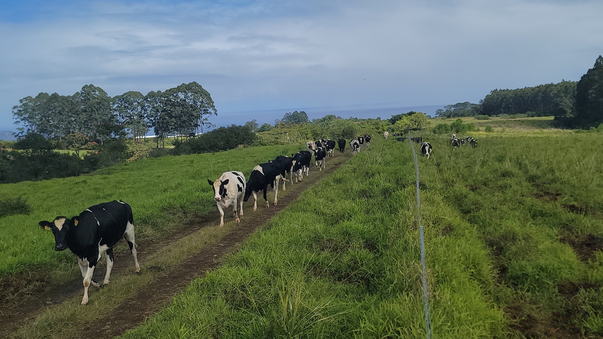 Hilo cows