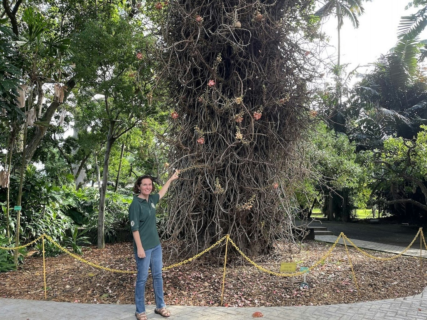 Noël Dora Chilton, a recreation specialist and volunteer coordinator for Honolulu Botanical Gardens, points to a Cannonball Tree, one of her favorite stops at the Foster Botanical Garden.