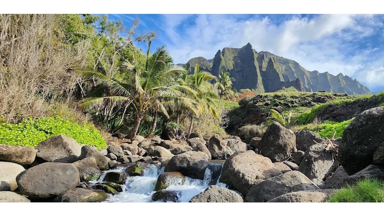 Trees in Kalalau Valley