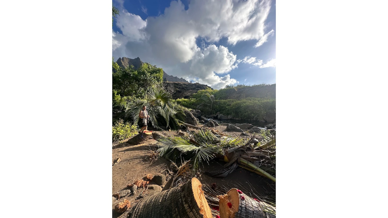 State DLNR acknowledges "grievous" tree-cutting on Kaua‘i