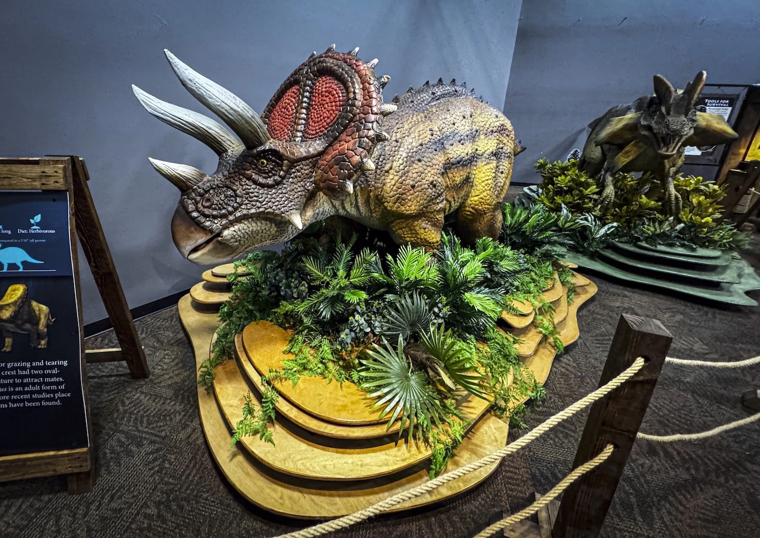 This dinosaur will be calling Bernice Pauahi Bishop Museum home for the next eight months as part of a special exhibit.