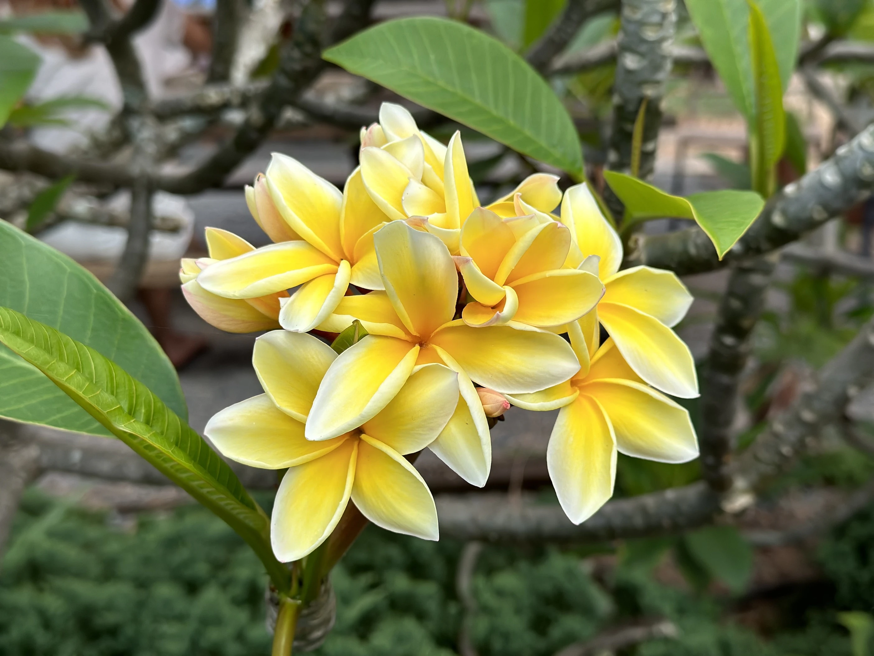 Plumerias are just one kind of flower that can be used to make lei.