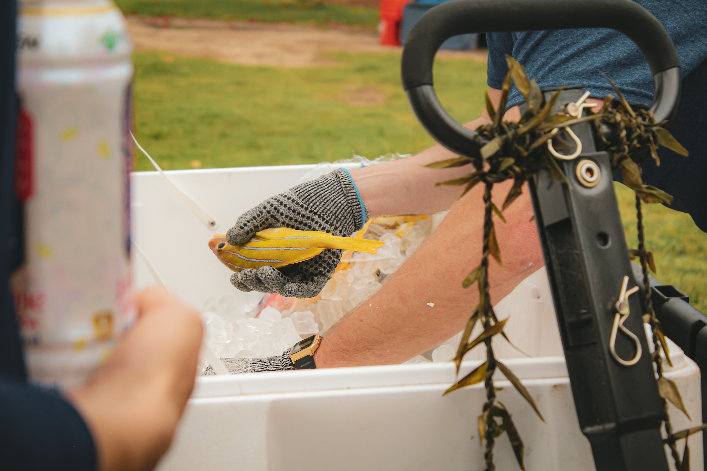 The teams collected 2,609 taʻape, or common bluestripe snapper, shown above, as part of the Eat the Invaders Fishing Tournament held at Maunalua Bay.