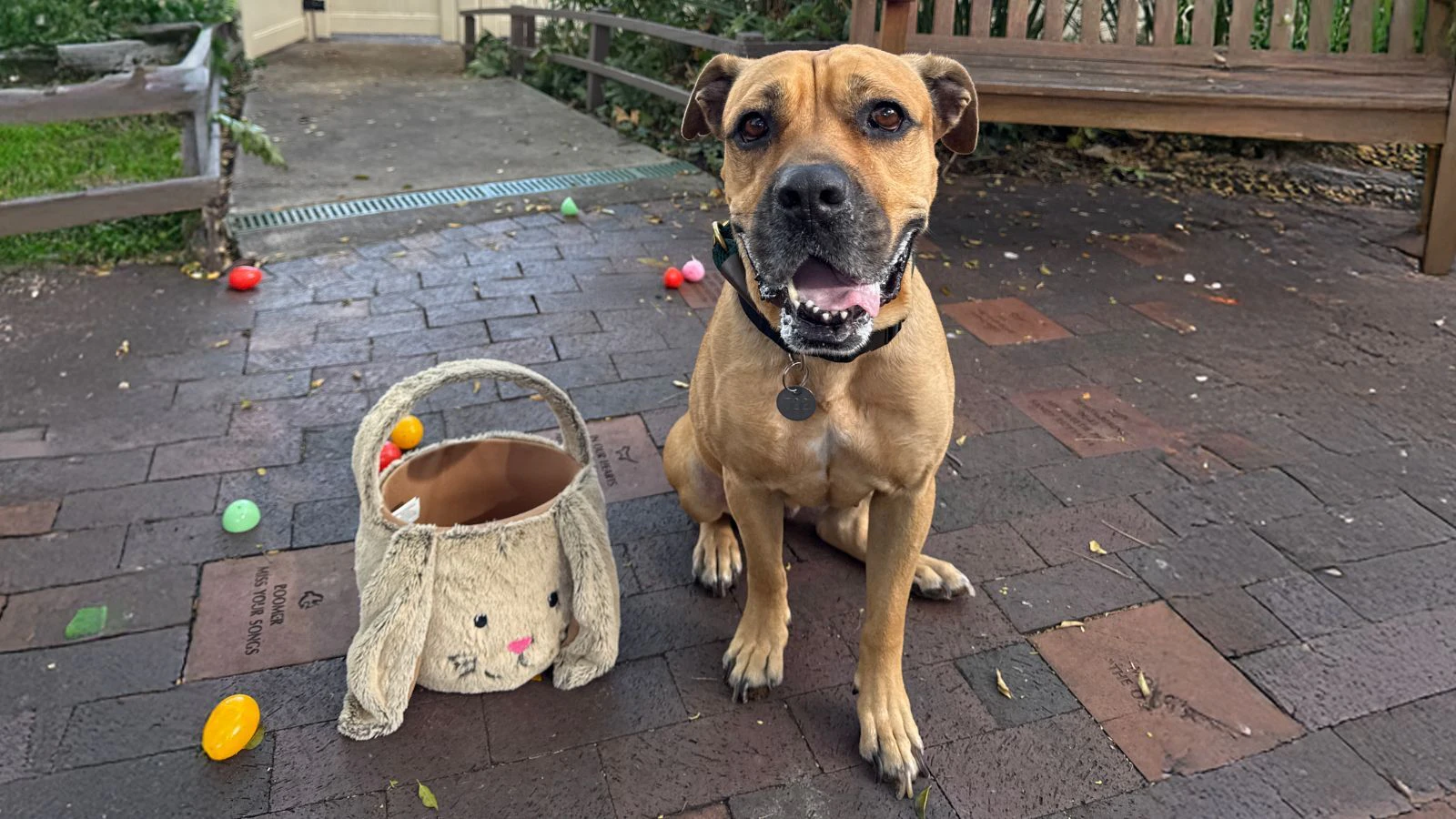 Adopt-a-pet April 21, 2025: Jasmine, 2-year-old Boxer mix with a mellow demeanor