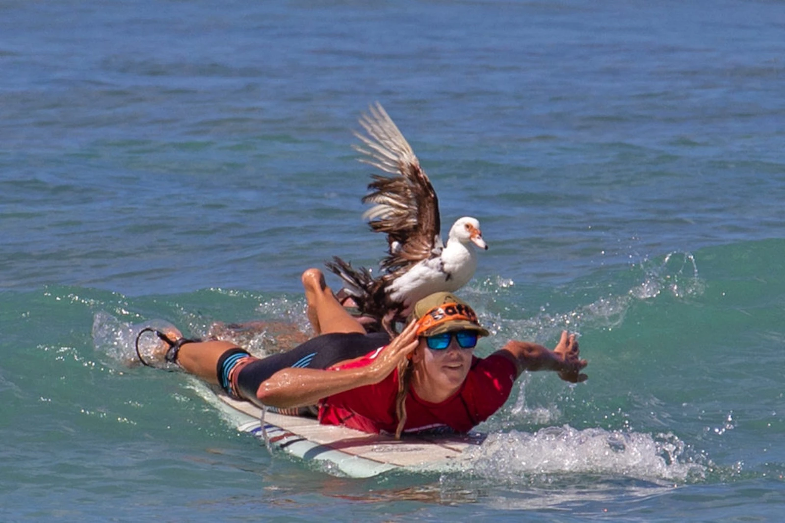 2019 GOING TO THE DOGS SURFUR COMPETITION
2019: the biggest event yet! 19 dogs and a DUCK! (yes! a DUCK)! We even had 100 school kids come down to watch the event on the beach and meet the surfurs!