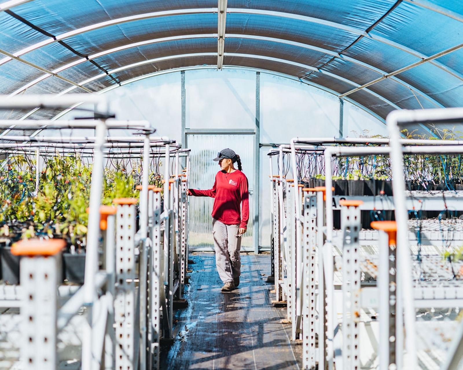 This Friday, come work alongside KCWA staff in the nursery, planting native Hawaiian species.