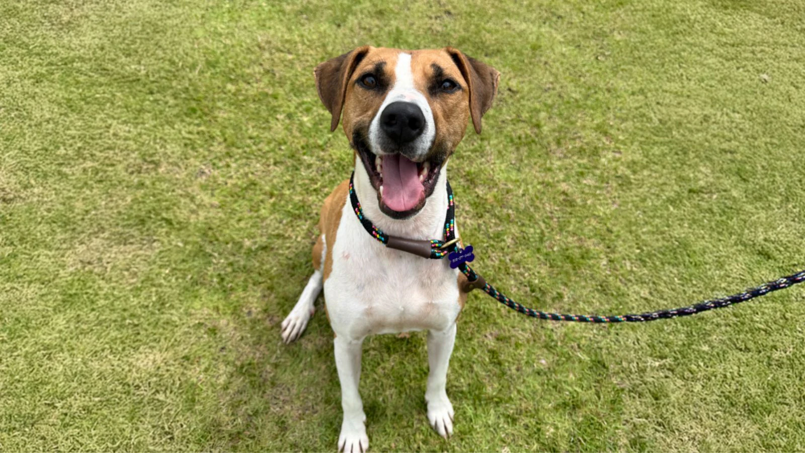 Adopt-a-Pet April 17, 2025: Kalohe, the big-smiled Terrier mix