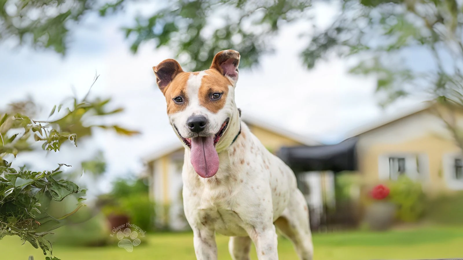 Adopt-a-Pet April 14, 2025: Send Rover on over