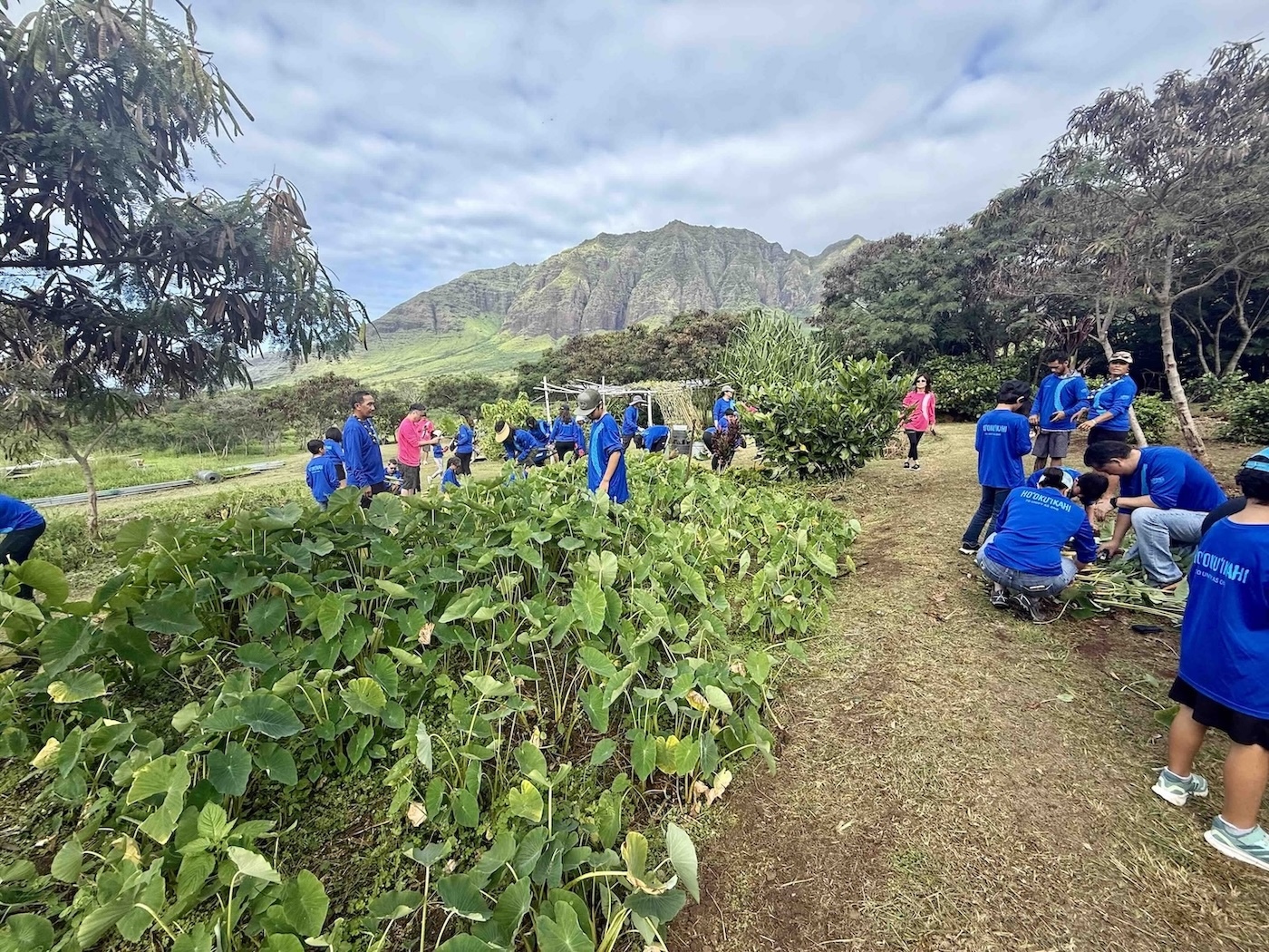 In its 11th year, Kaiser Permanente Hawaiʻi’s Annual Day of Service on Martin Luther King Jr. Day kicked off across nine work sites on Oʻahu, Maui, Hawaiʻi Island and Kauai, with Kaʻala being one.