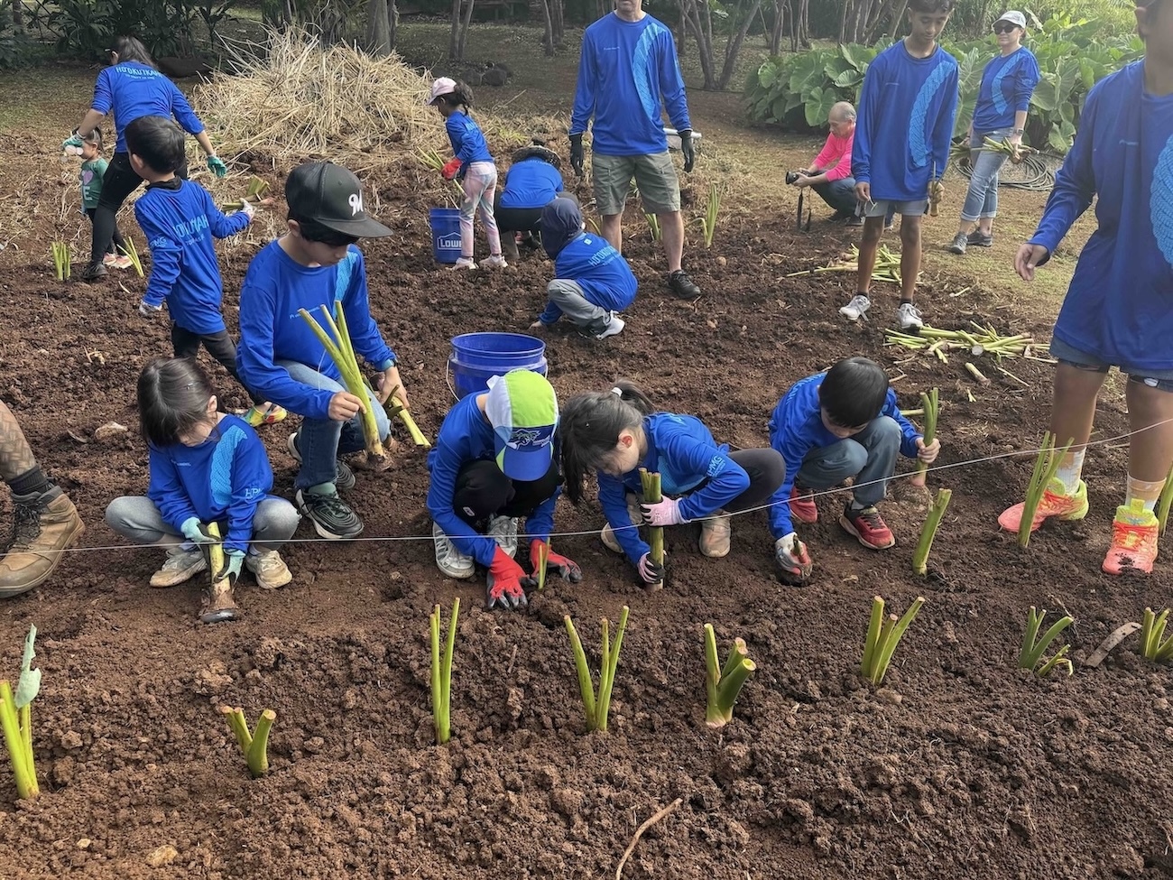 Keiki plant kalo in dry loʻi at Kaʻala Farm's ʻOhana Garden.