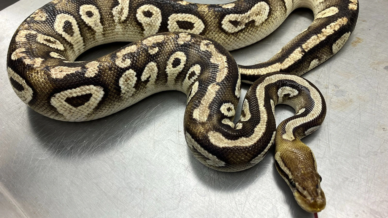 What happens when illegal animals, invasive stowaways are found in Hawai‘i