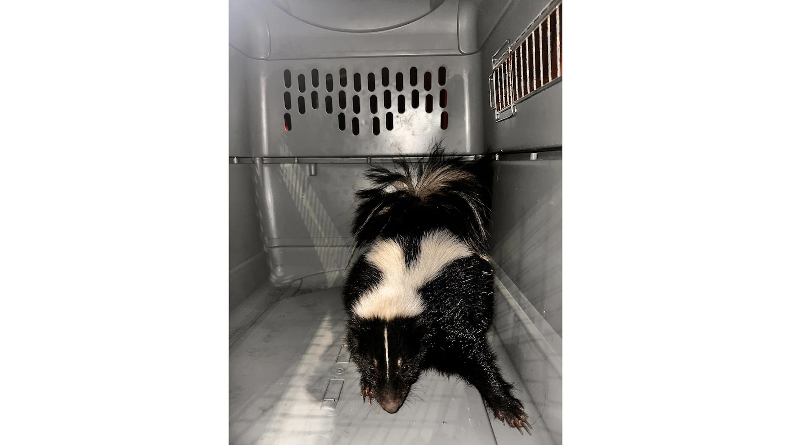 Skunk captured in Kaka‘ako