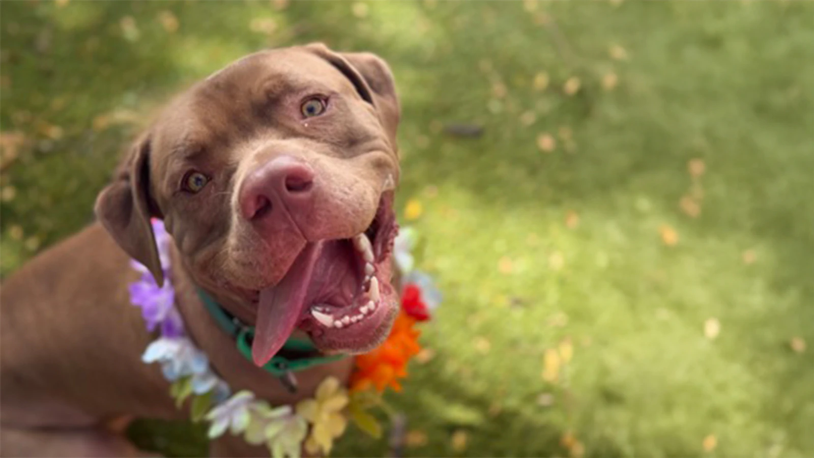 Kalua is a 1-year-old gentle giant with a heart full of love.