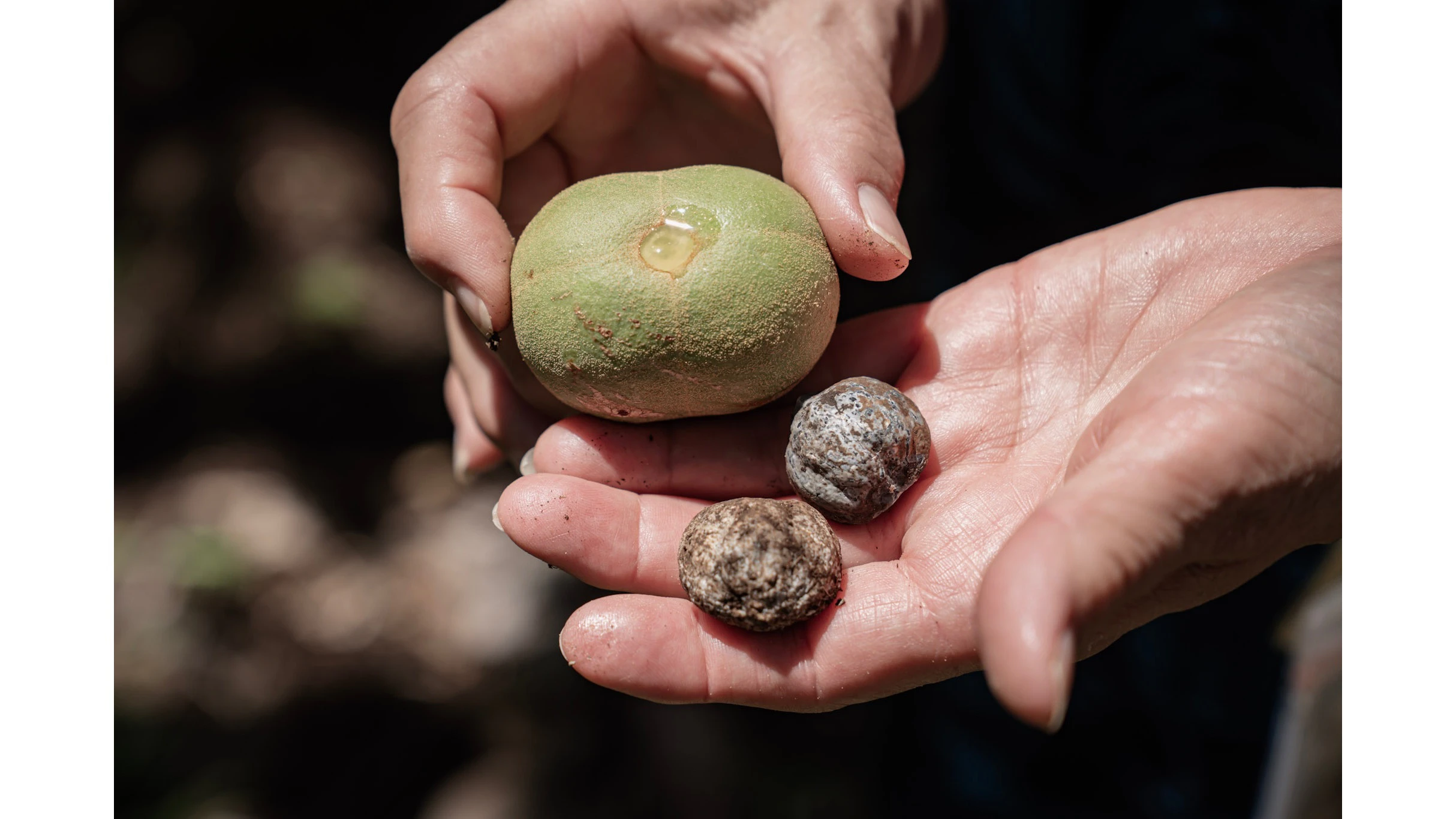 In the māla, Dr. Kamaka displays nuts from the kukui (candlenut), Hawai‘i’s state tree.
