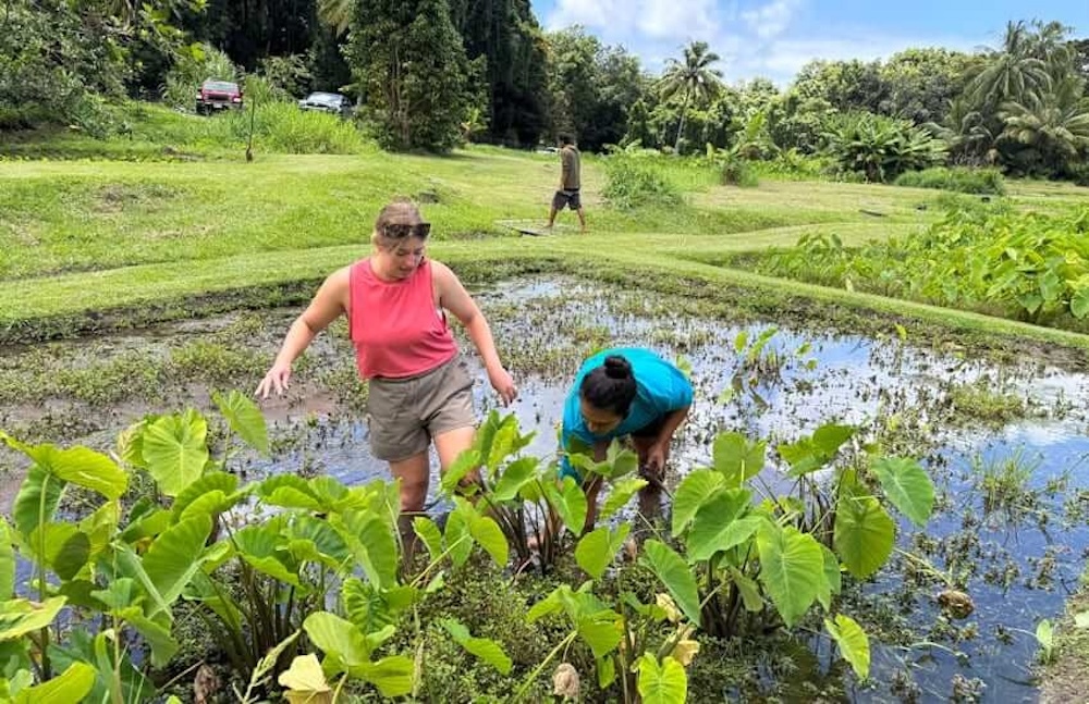 On Maui's southeastern coast, nonprofit Kīpahulu ʻOhana is stewarding state lands and restoring loʻi kalo, producing food for their isolated rural community. Here, Rose Angelo and Kamalei Pico harvest kalo. - Courtesy Photos