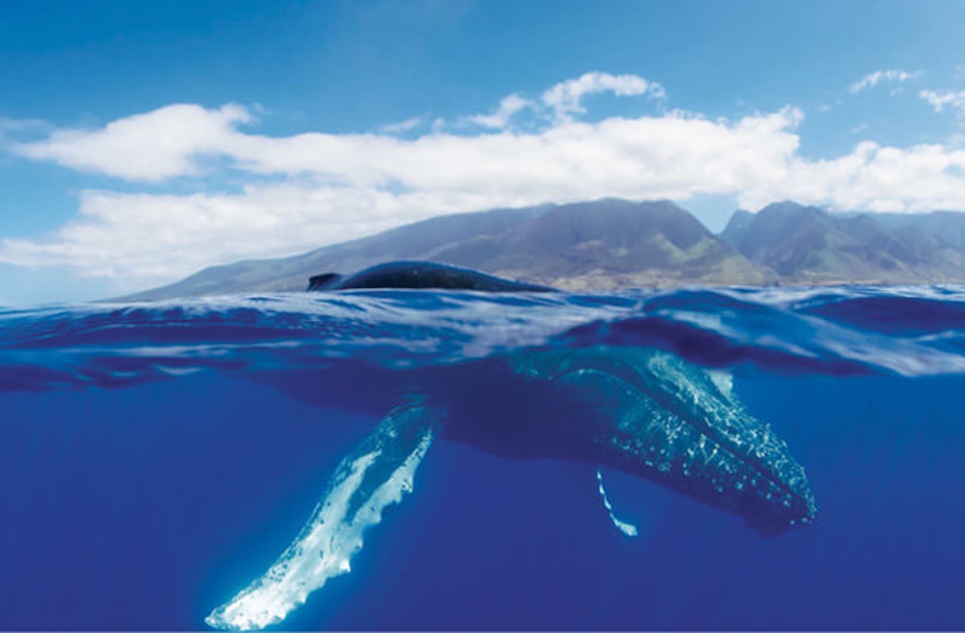 Every fall and winter season, koholā return to Hawaiʻi waters to breed and care for their young. - Photo: Jason Moore/Hawaiian Islands Humpback Whale National Marine Sanctuary