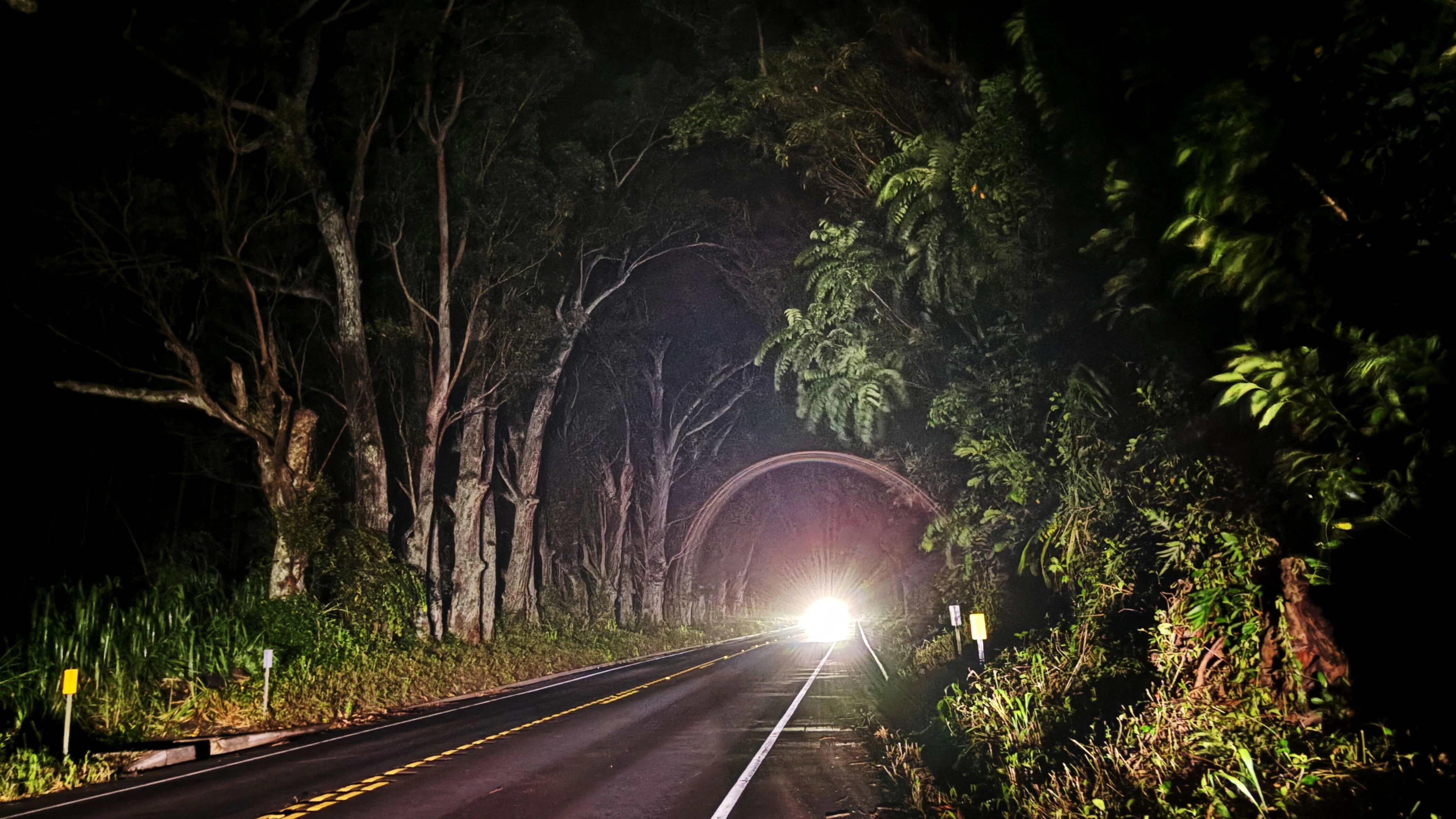 Vanishing lights in the Tunnel of Trees
