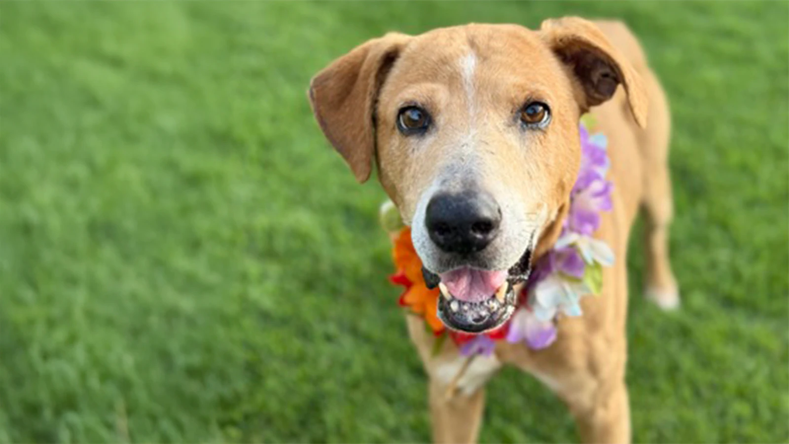 Adopt-a-Pet July 24, 2025: Cruise with Kruz, a mixed breed dog