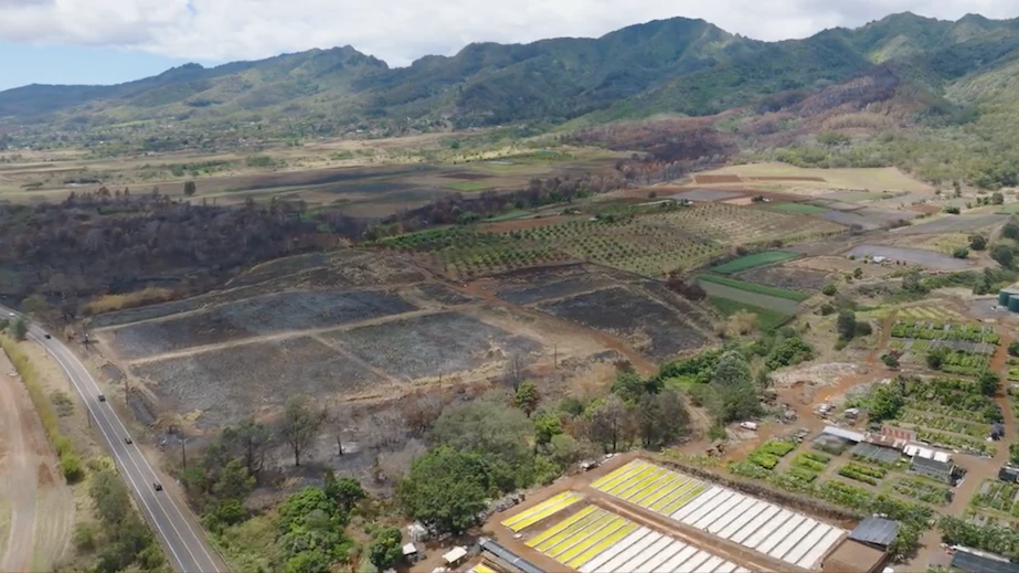 Month-long fundraiser to support Kunia farmers, businesses