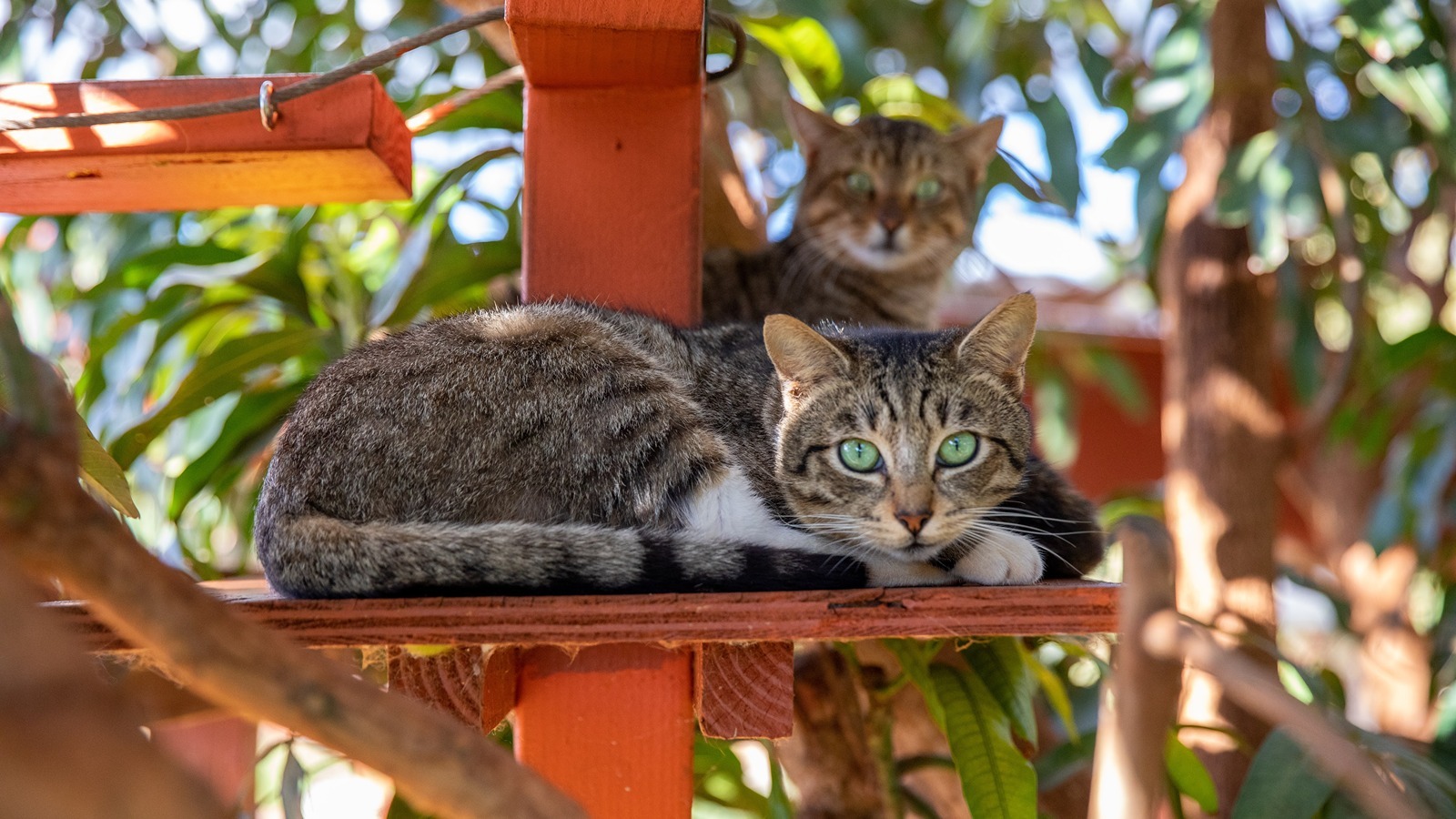 Prowling around with Lāna‘i Cat Sanctuary