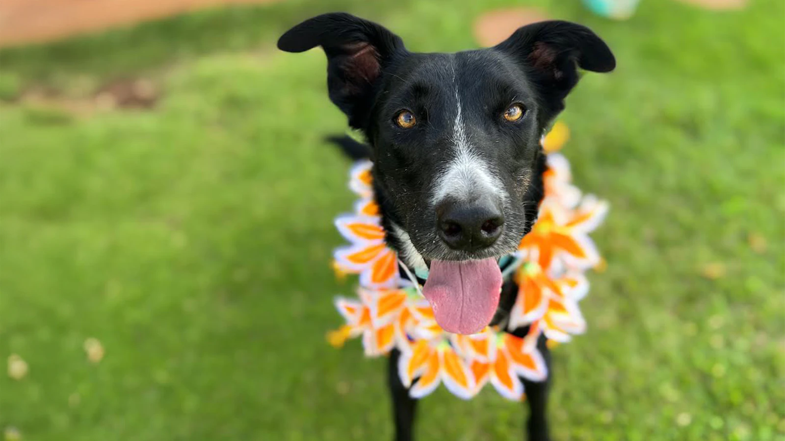 Adopt-a-Pet Aug. 28, 2025: Loki is looking for his future bestie