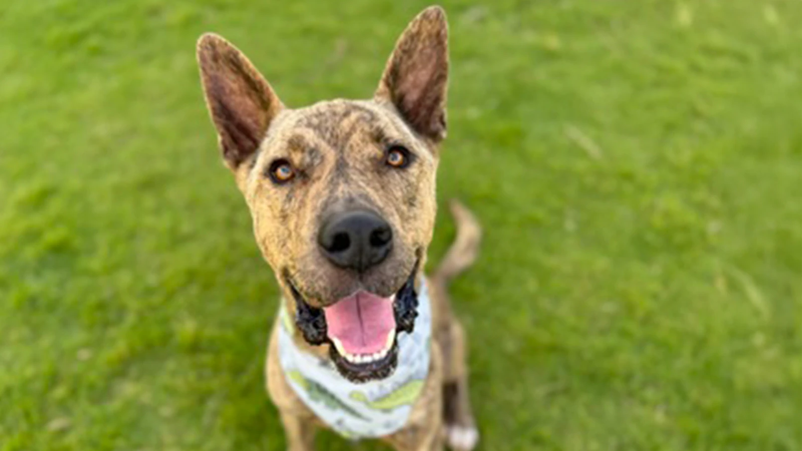 Adopt-a-Pet Aug. 7, 2025: Lu + you = forever ʻohana