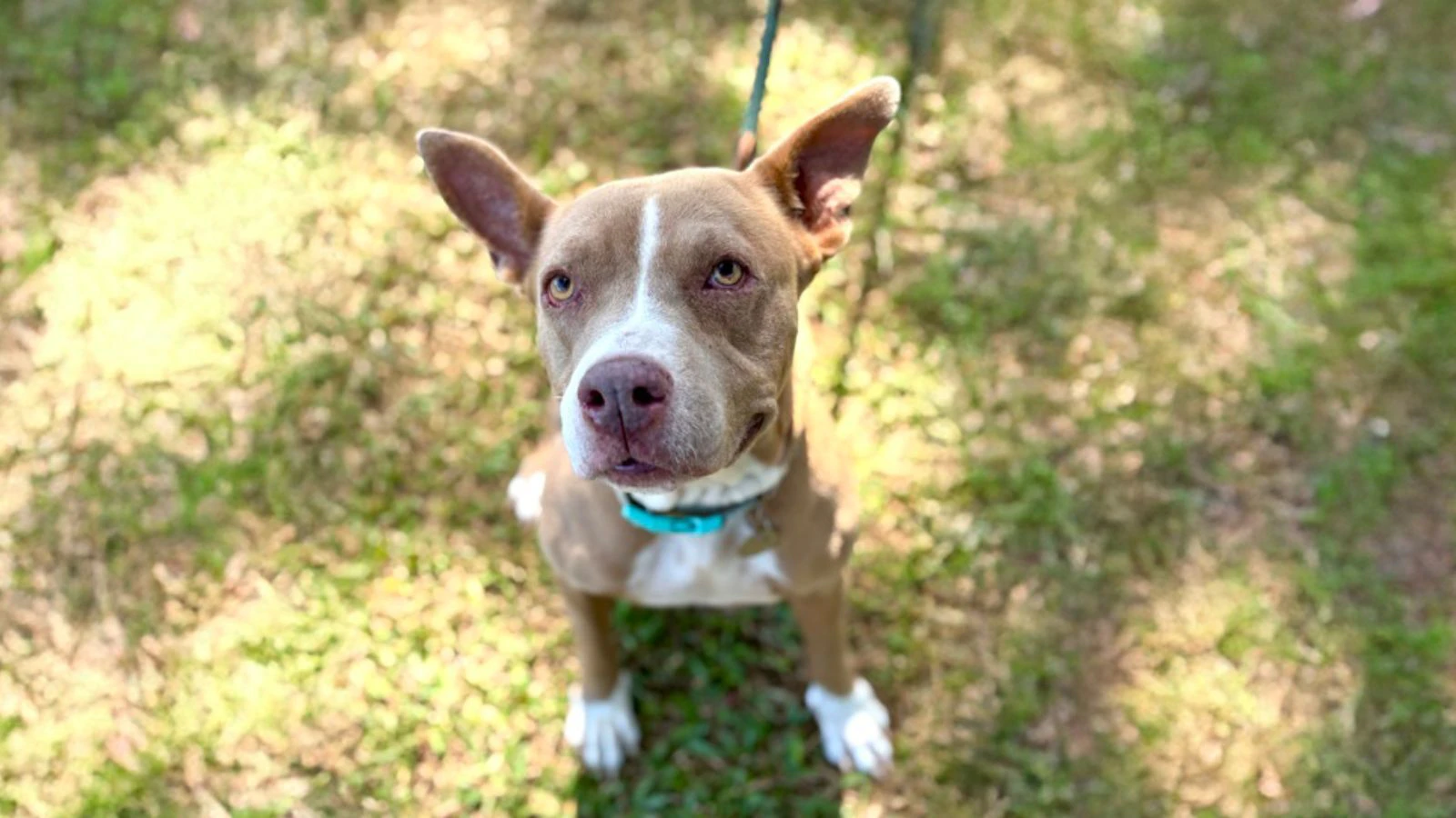 Sassy is a 51-pound, 6-year-old Pit Bull Terrier mix.