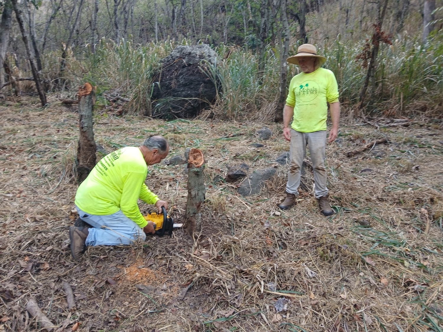 Volunteers cut trees in Makaha Valley.