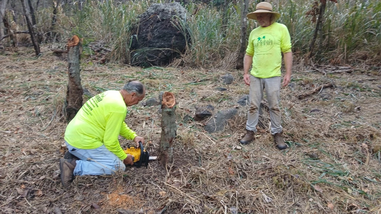 Volunteers cut trees in Makaha Valley.