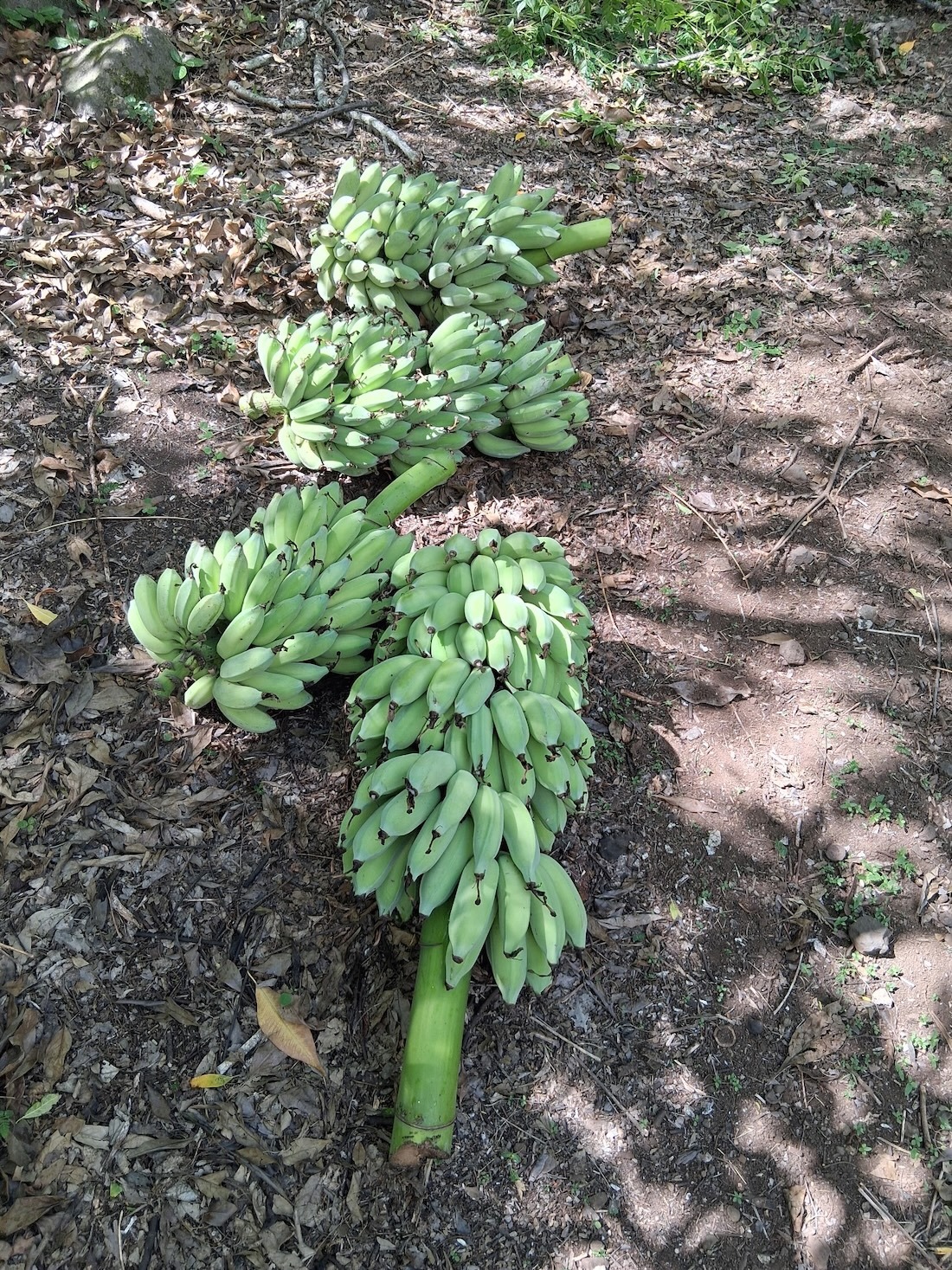 Bananas are among other fruit trees growing on the 11 acre property. Produce is given freely back to the community.