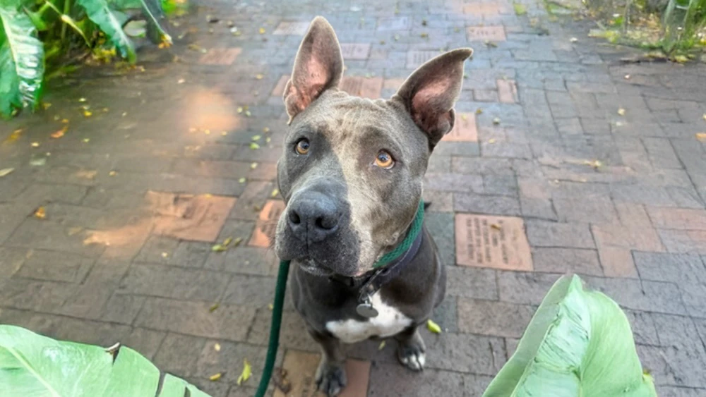 "Welcoming Mama Mia into your home means saying 'I do, I do, I do' to unconditional love, joyful companionship and endless snuggles," says Hawaiian Humane Society.