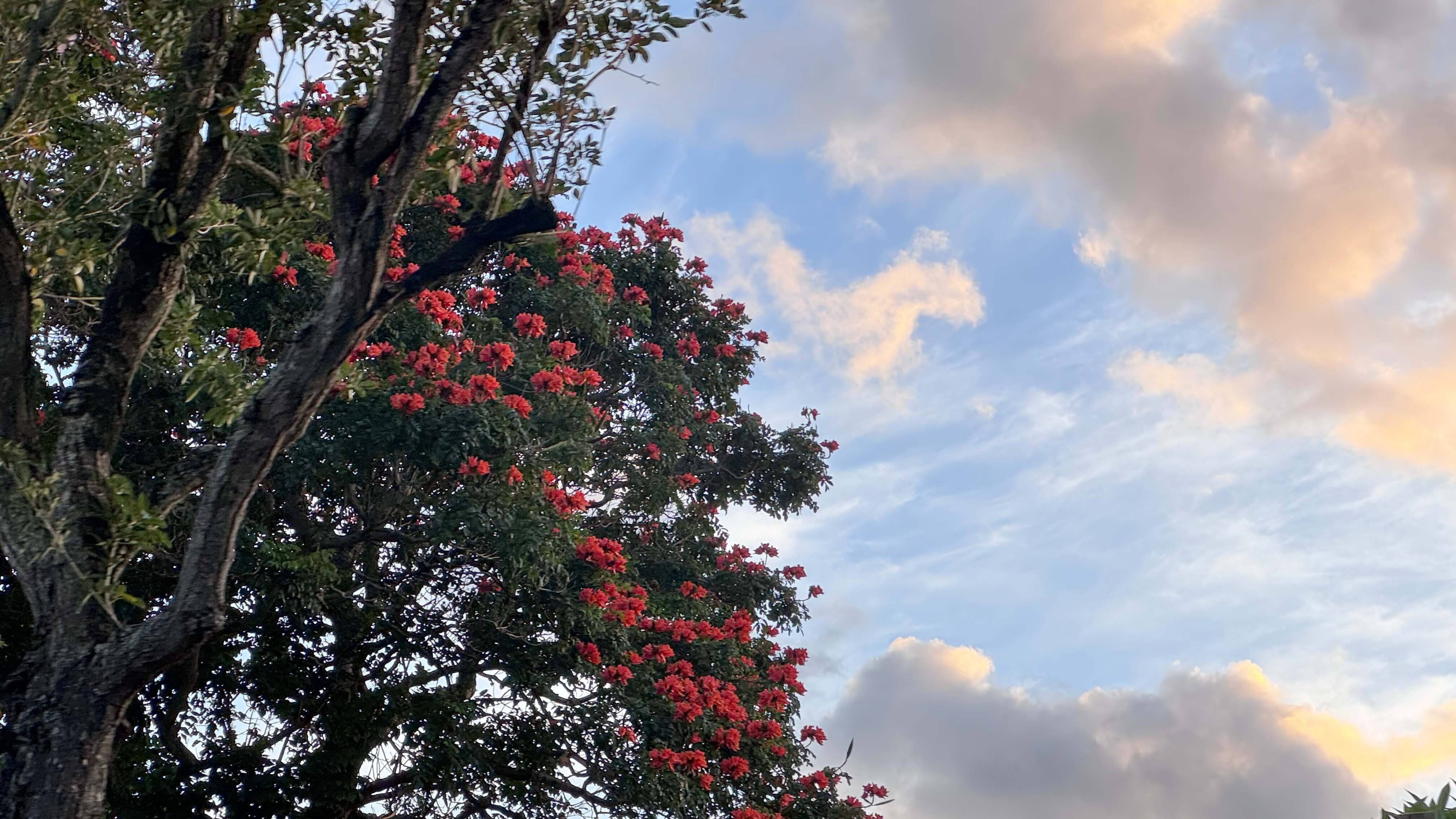 Sunset through the trees