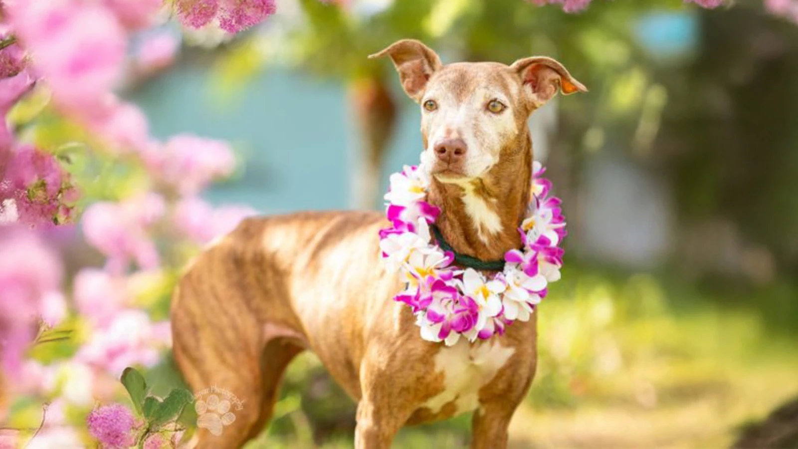 Adopt-a-Pet May 1, 2025: Miracle is resilient and curious